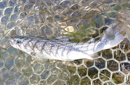 ひっさしぶりのフライフィッシング ～フィッシング母袋～